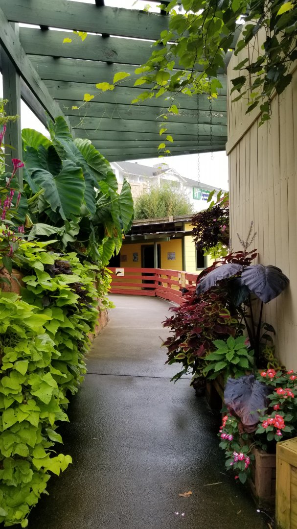 Rainforest Adventures - Outside - dead-end path to sheep