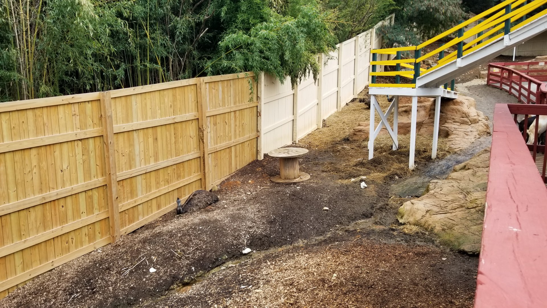 Rainforest Adventures - Outside - Emu and goats