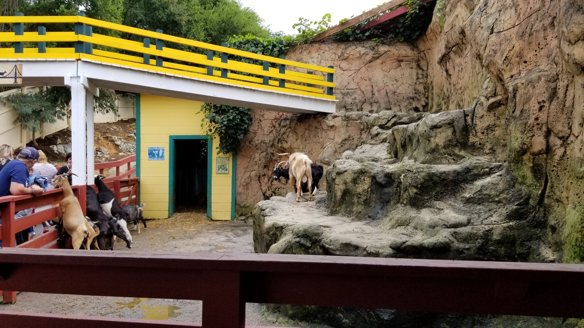 Rainforest Adventures - Outside - Goats