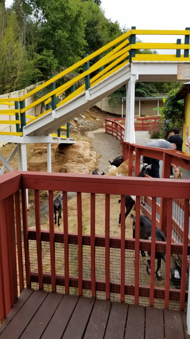 Rainforest Adventures - Outside - Goats