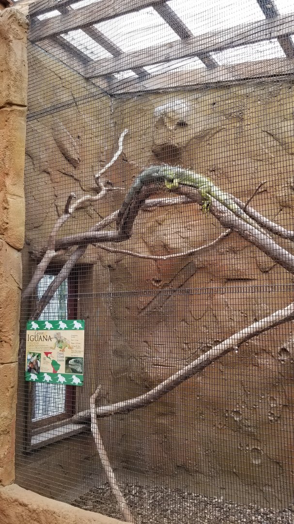 Rainforest Adventures - Outside - Green Iguana