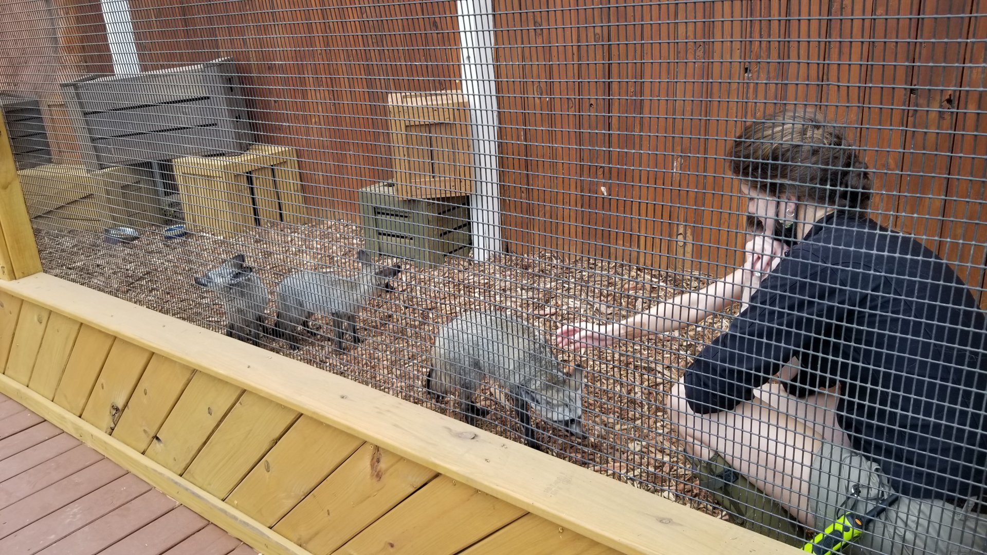 Rainforest Adventures - Outside - Keeper working with young foxes