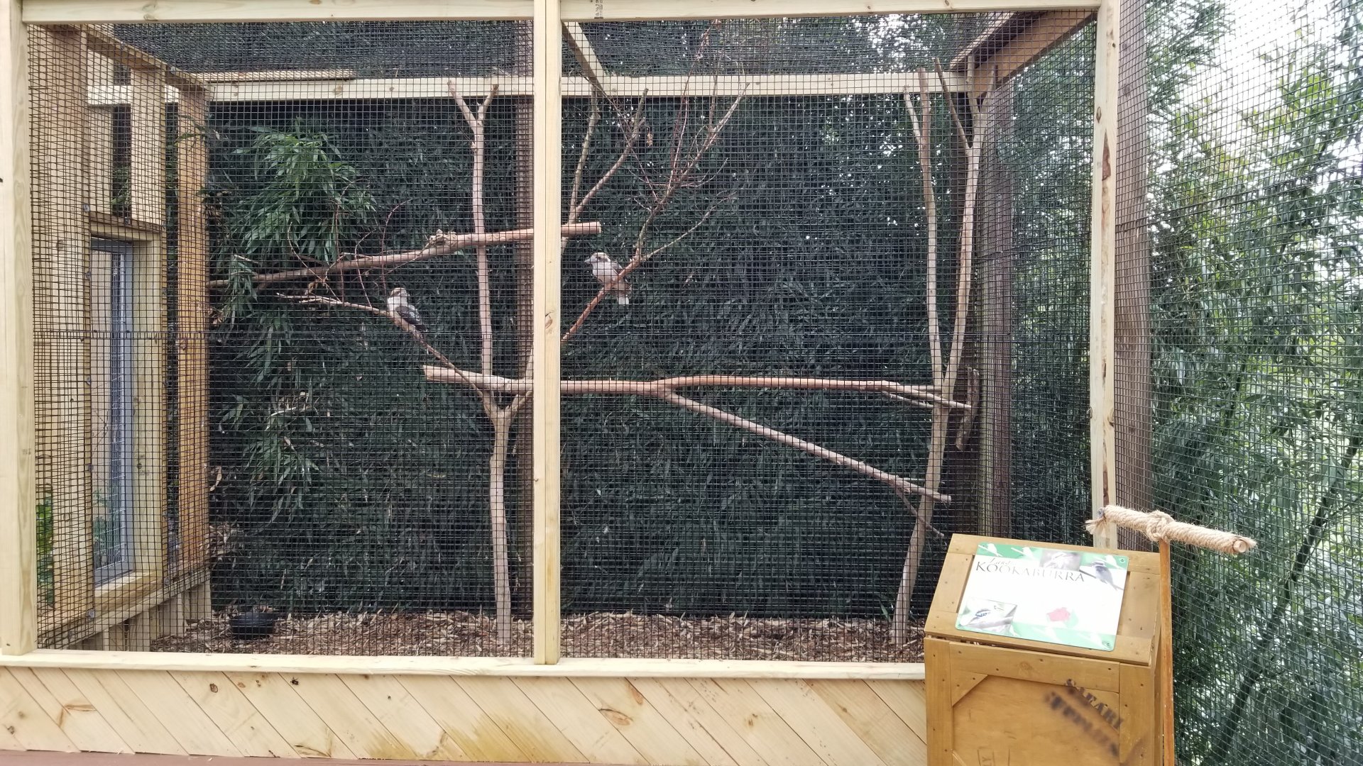 Rainforest Adventures - Outside - Laughing Kookaburras