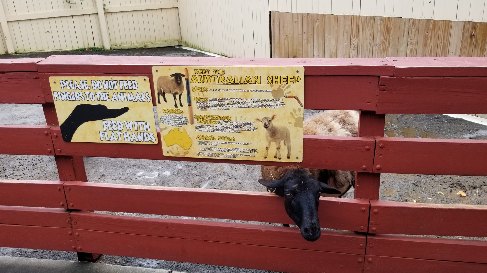 Rainforest Adventures - Outside - Sheep