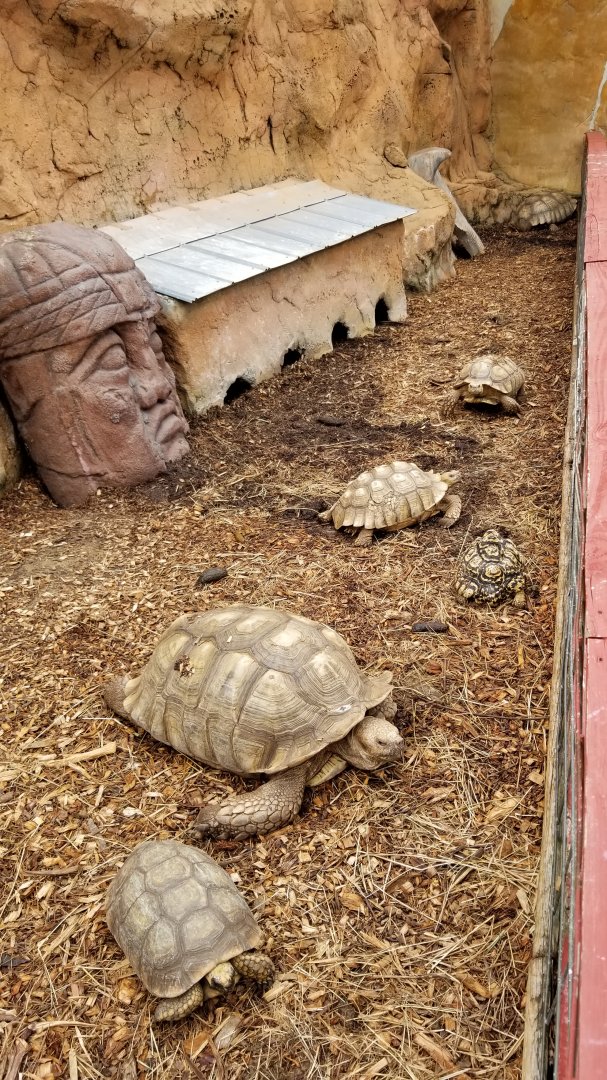 Rainforest Adventures - Outside - Sulcata Tortoises, other species?