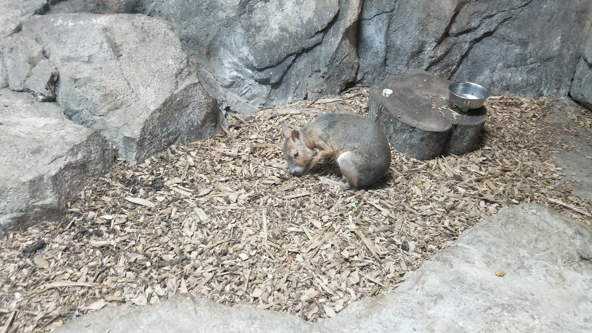 Rainforest Adventures - Patagonian Mara