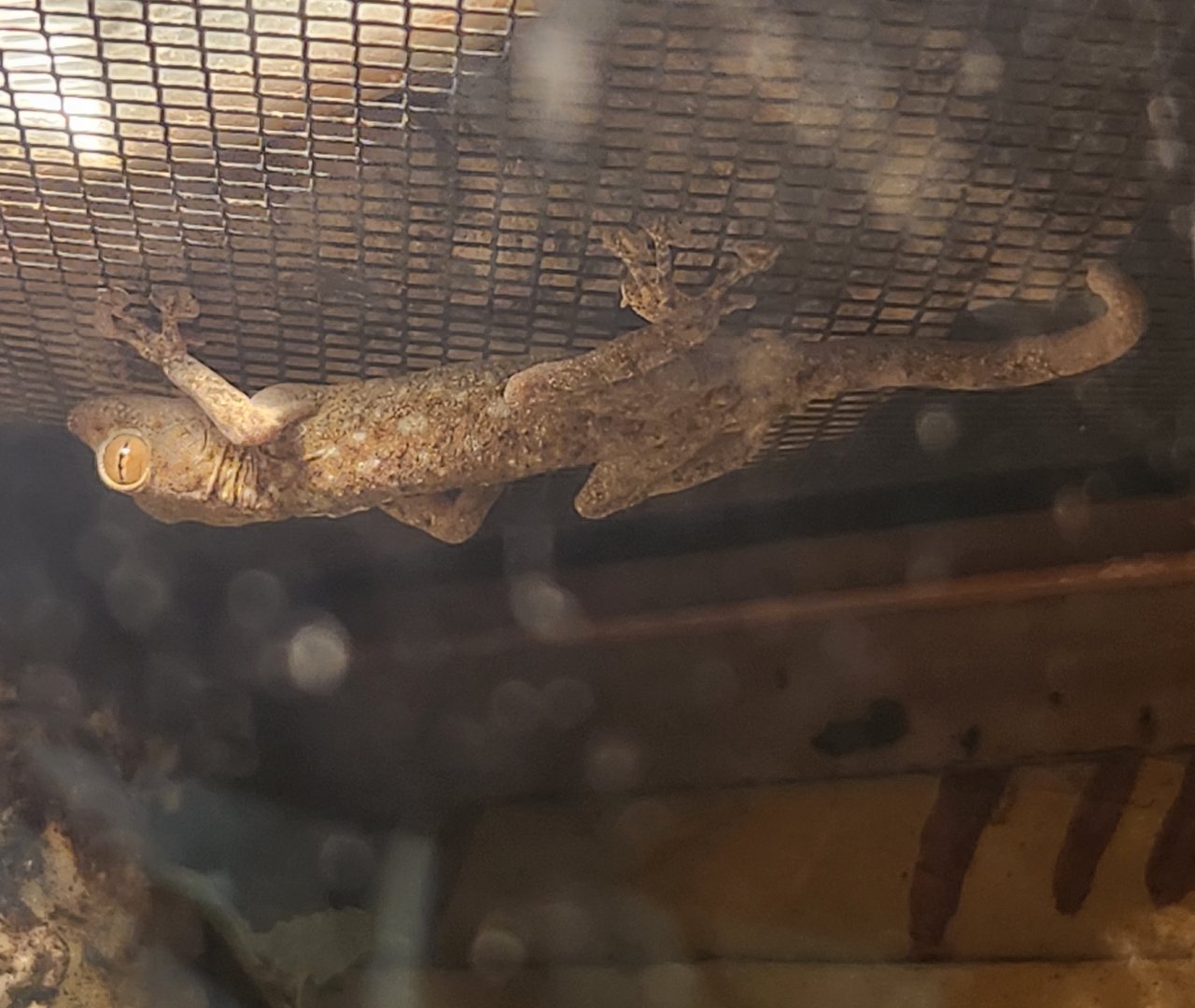 Rainforest Adventures - Ptyodactylus (guttatus)