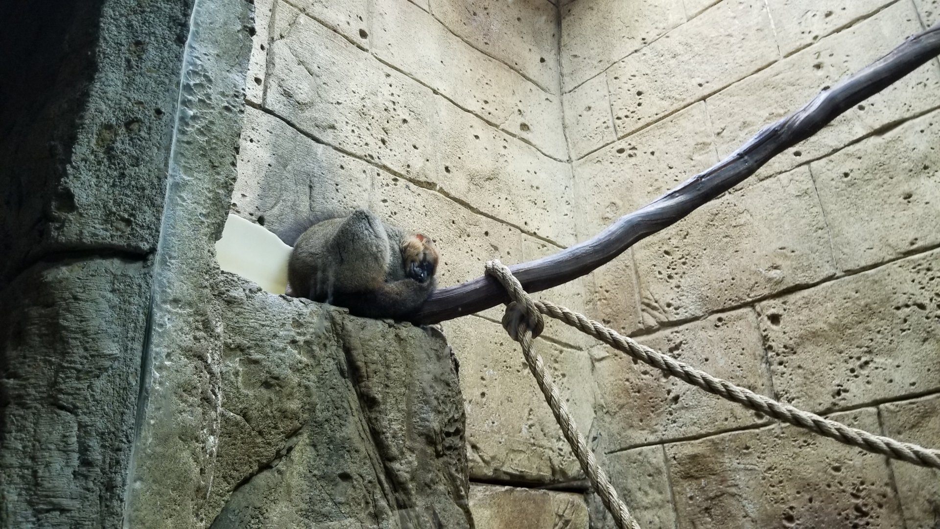 Rainforest Adventures - Red-fronted Lemur