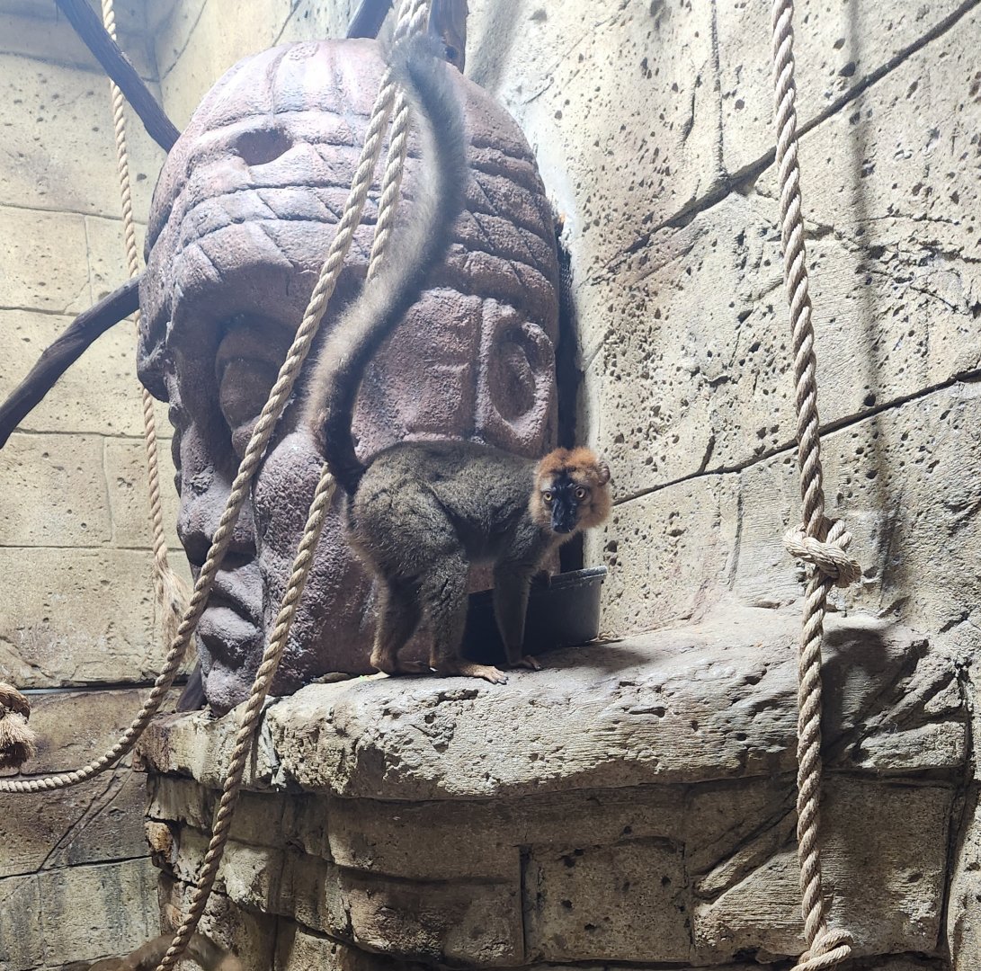 Rainforest Adventures - Red-fronted Lemur