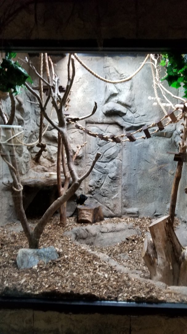 Rainforest Adventures - Red-handed Tamarin