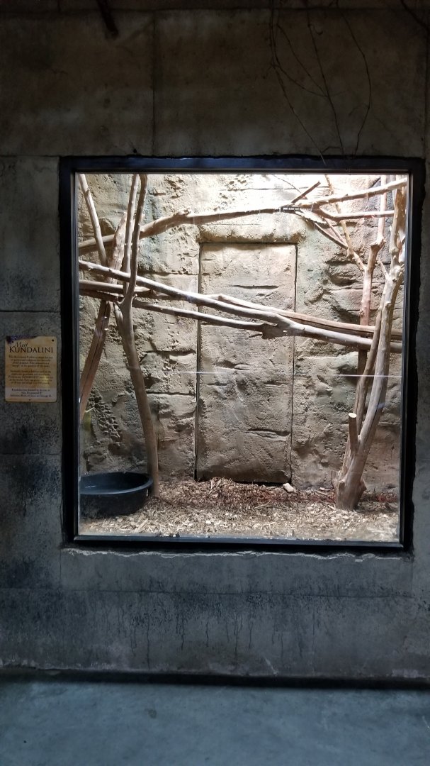 Rainforest Adventures - Reticulated Python exhibit