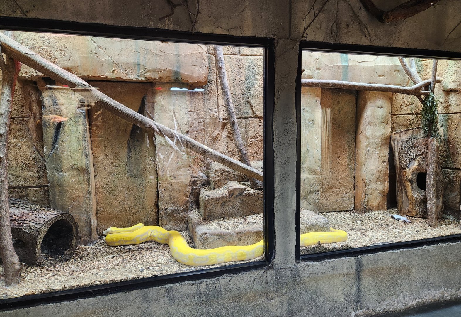 Rainforest Adventures - Reticulated Python exhibit