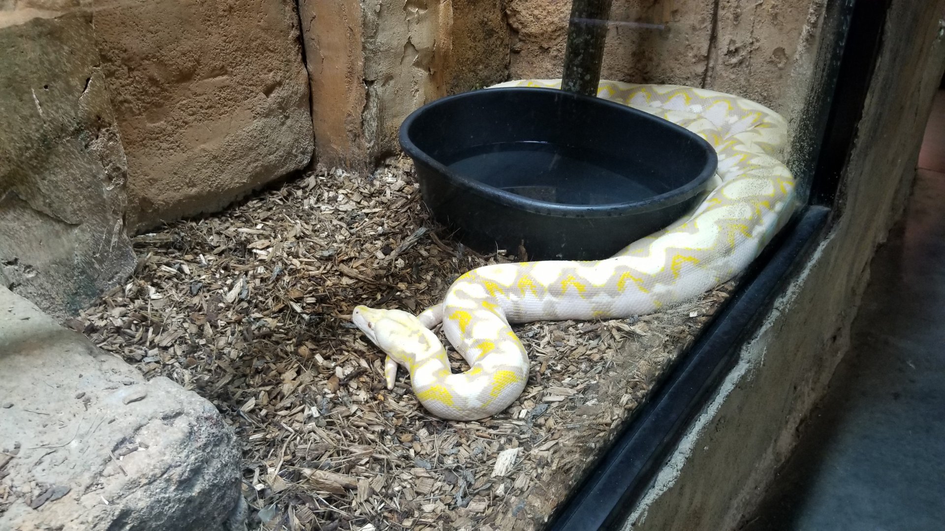 Rainforest Adventures - Reticulated Python