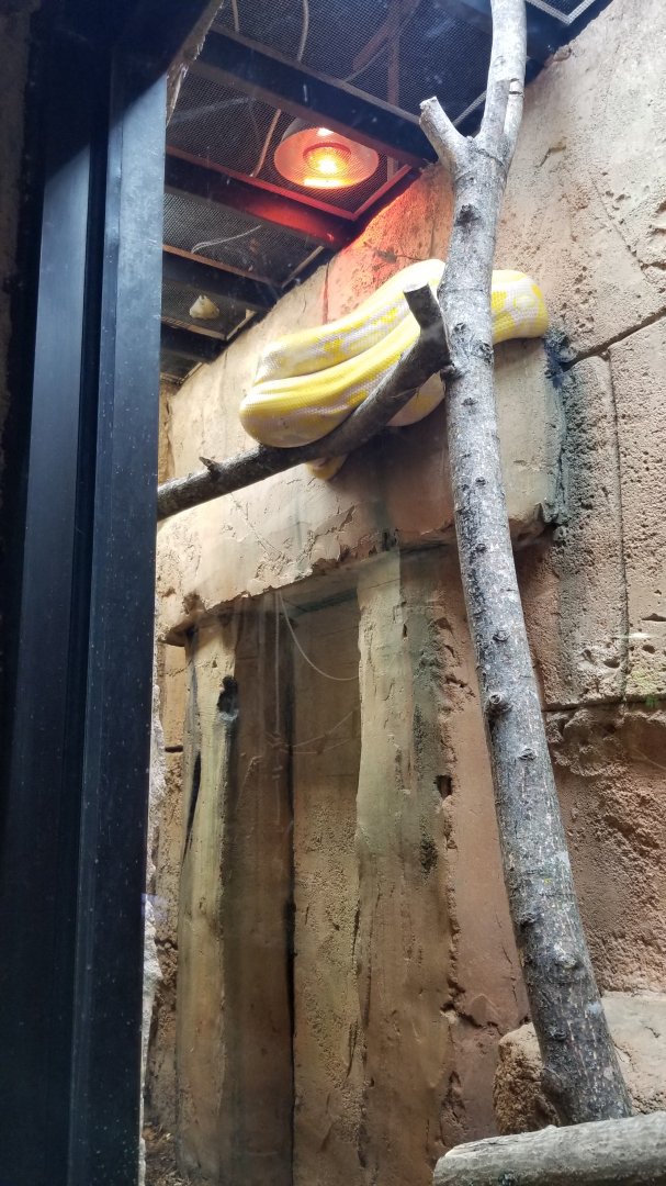 Rainforest Adventures - Reticulated Python