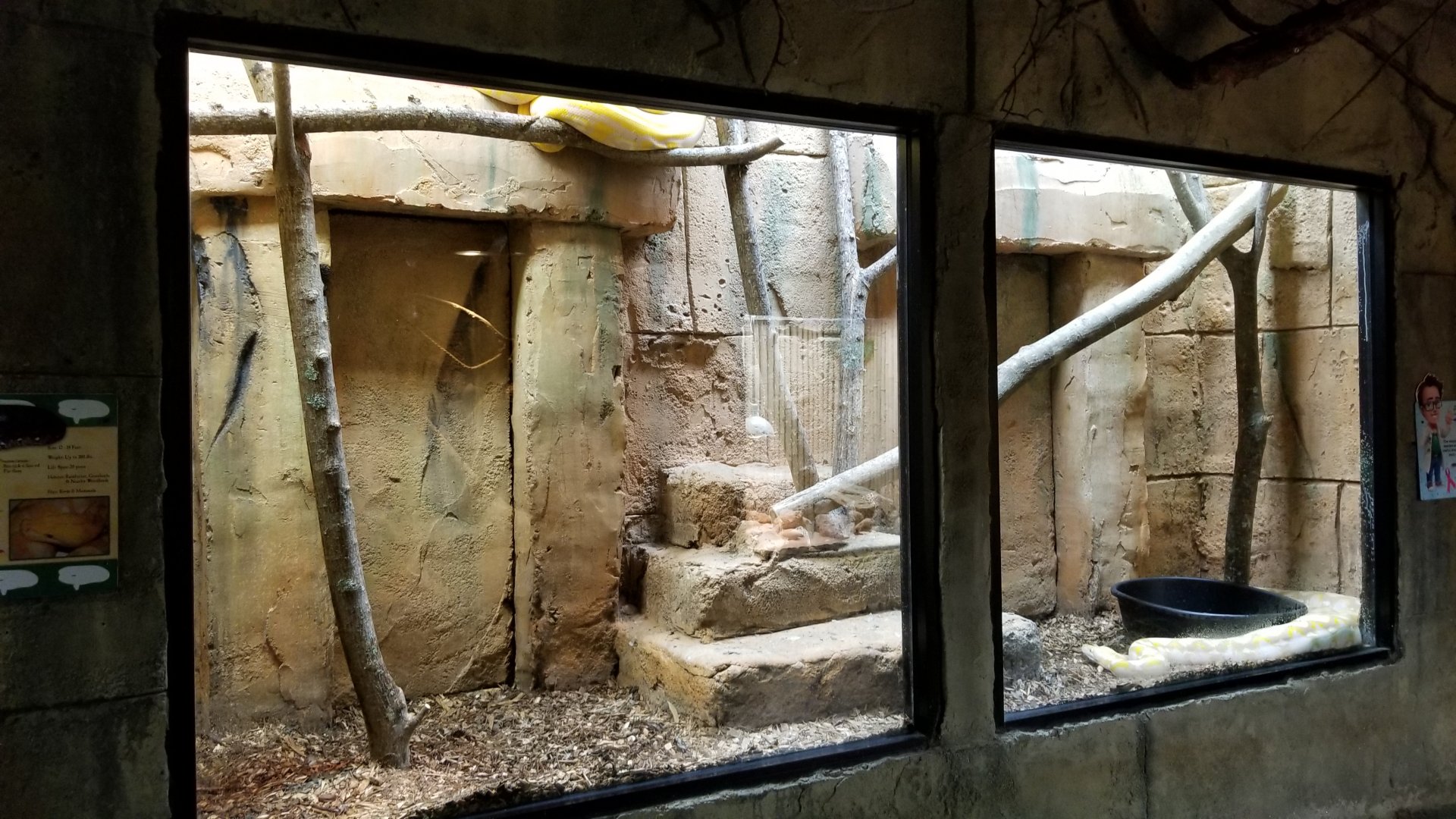 Rainforest Adventures - Reticulated Pythons