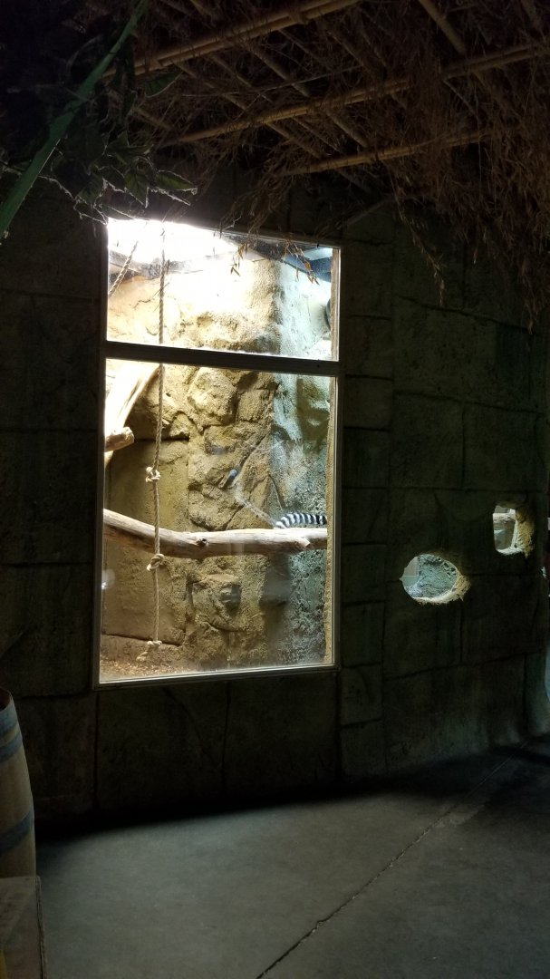 Rainforest Adventures - Ring-tailed Lemur exhibit #2