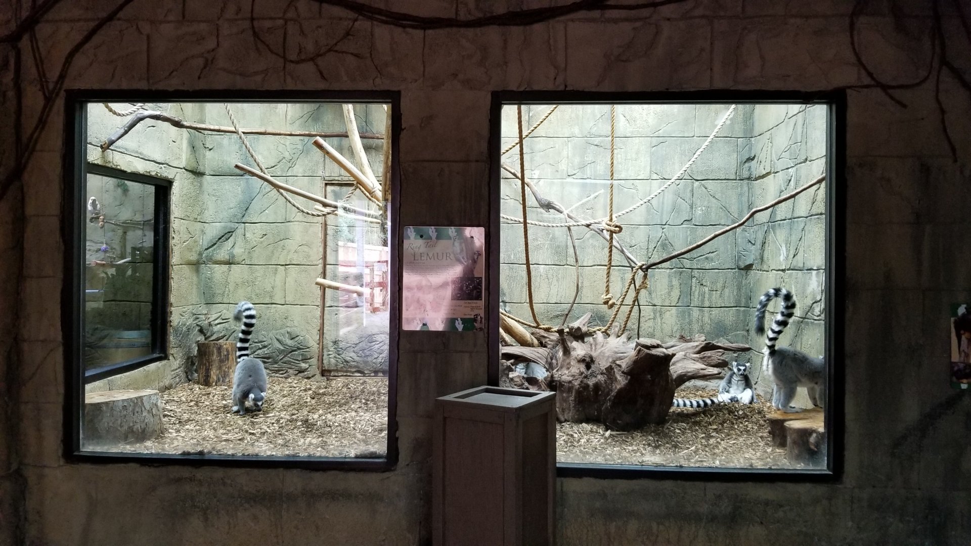 Rainforest Adventures - Ring-tailed Lemur