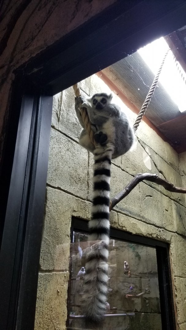 Rainforest Adventures - Ring-tailed Lemur