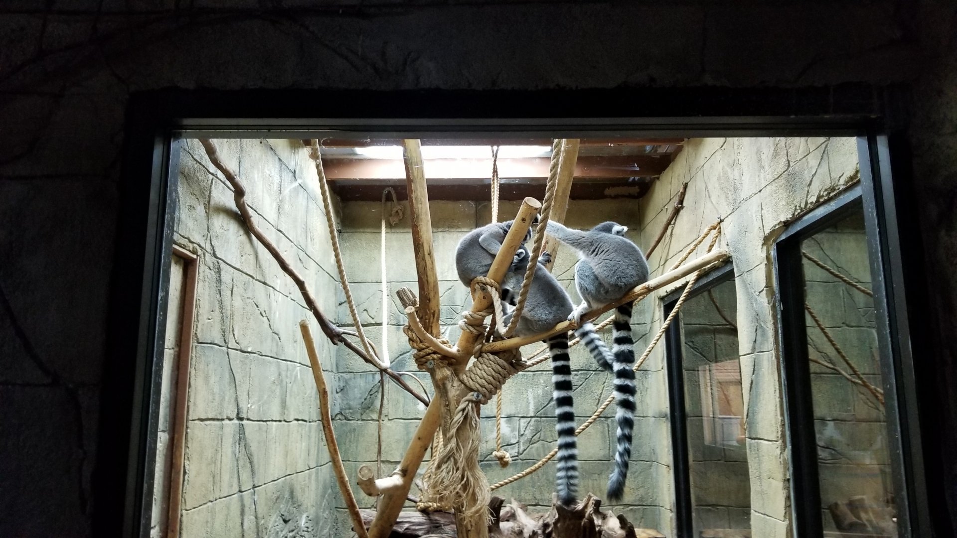 Rainforest Adventures - Ring-tailed Lemurs, back view