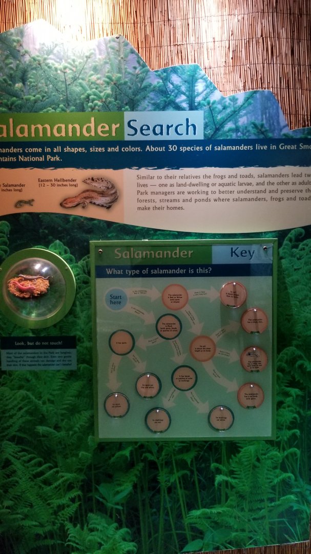 Rainforest Adventures - Salamander sign