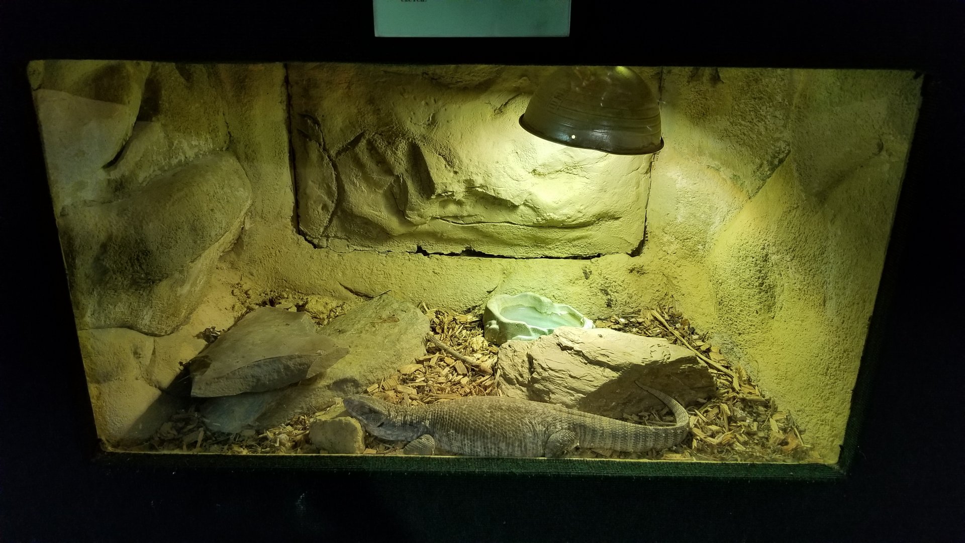 Rainforest Adventures - Savannah Monitor