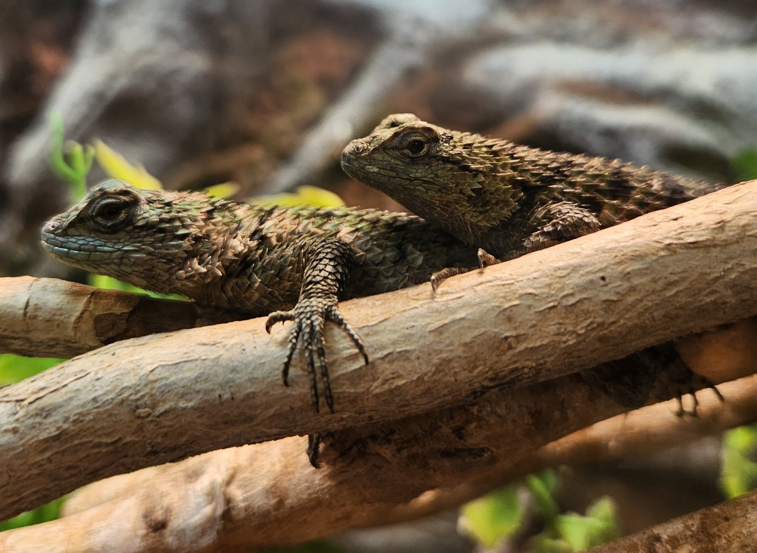 Rainforest Adventures - Sceloporus malachiticus