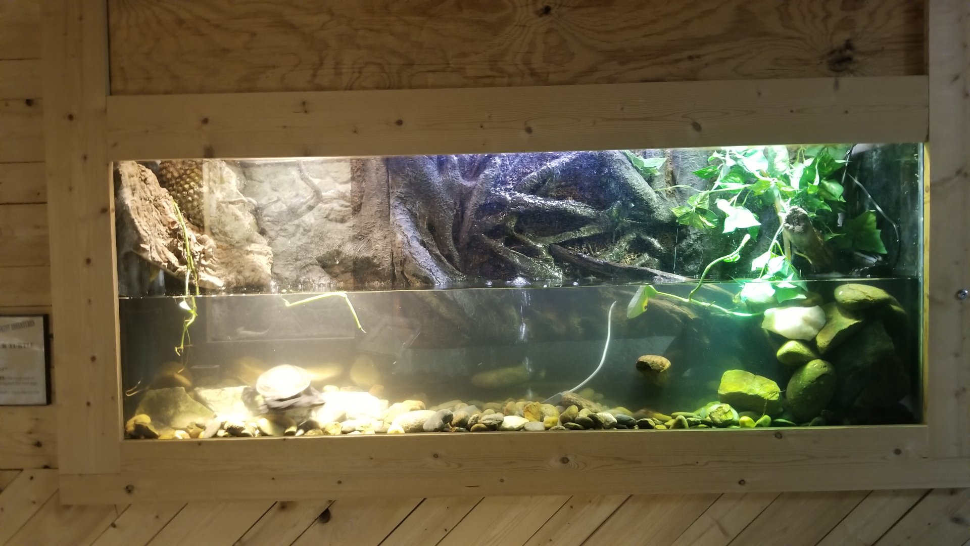 Rainforest Adventures - "Snake Neck Turtle"