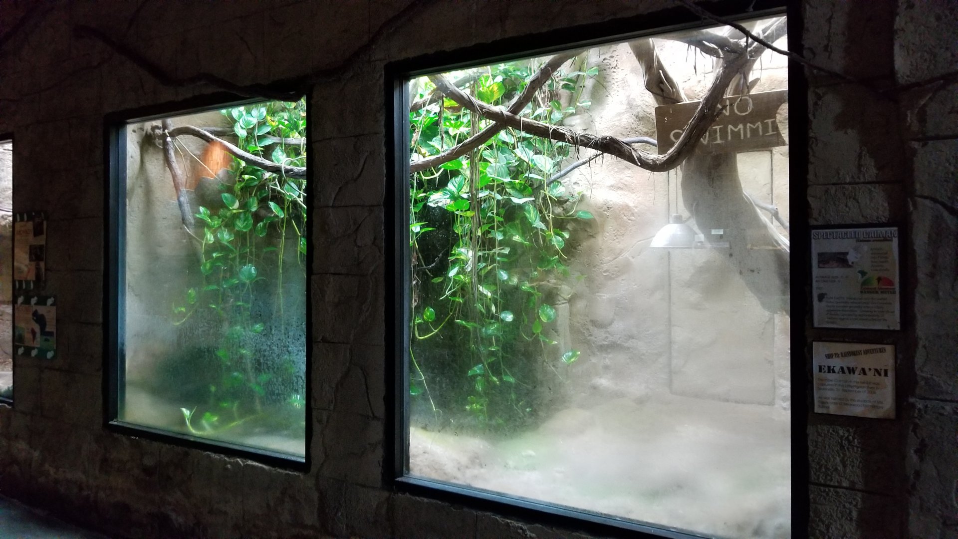 Rainforest Adventures - Spectacled Caiman