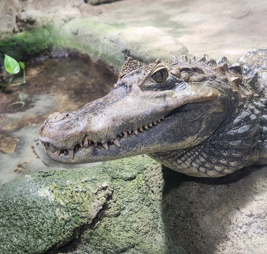 Rainforest Adventures - Spectacled Caiman