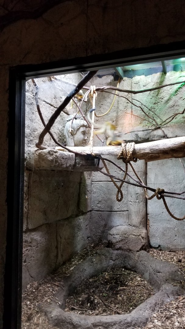 Rainforest Adventures - Squirrel Monkeys