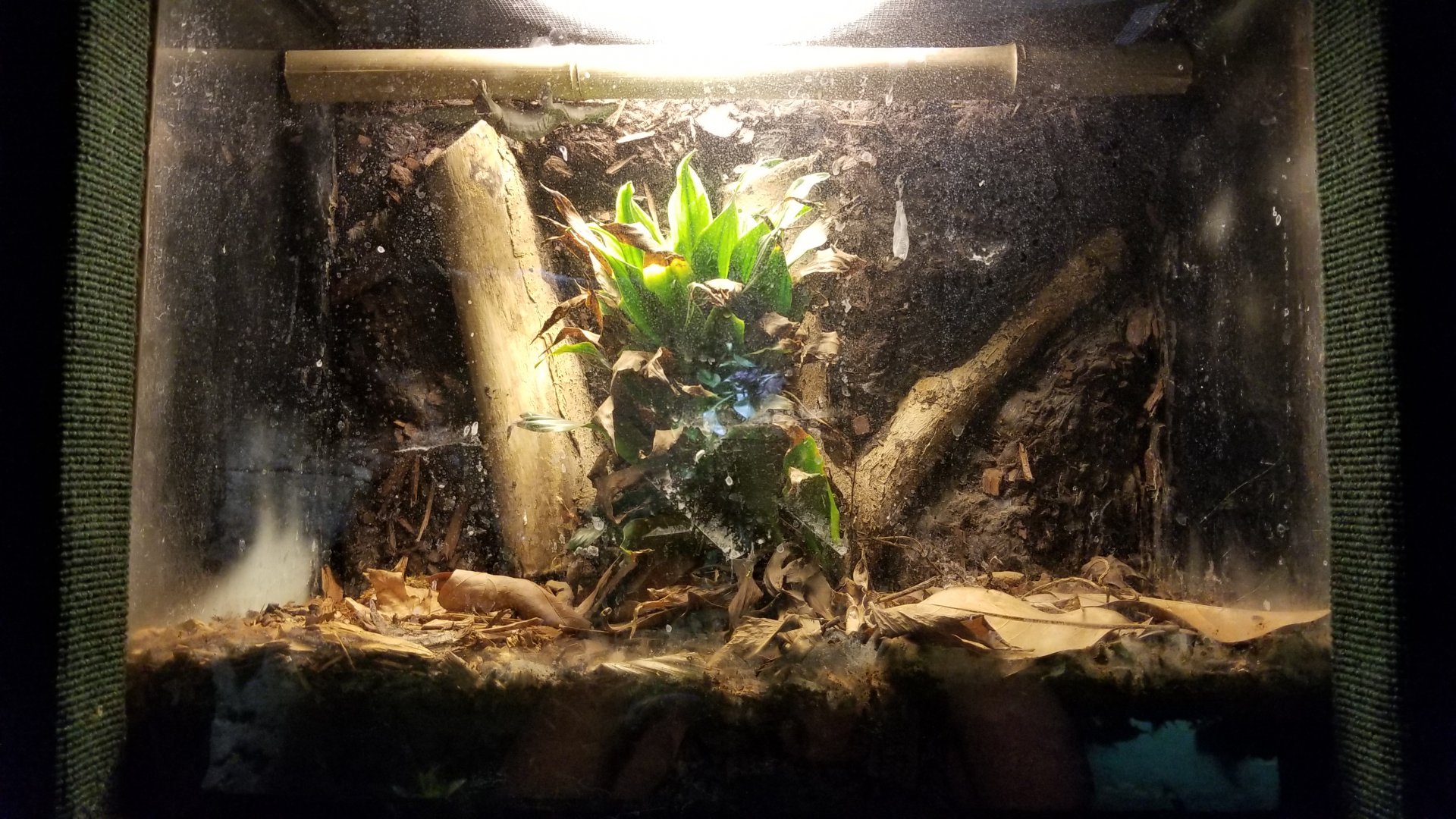 Rainforest Adventures - Standing's Day Gecko