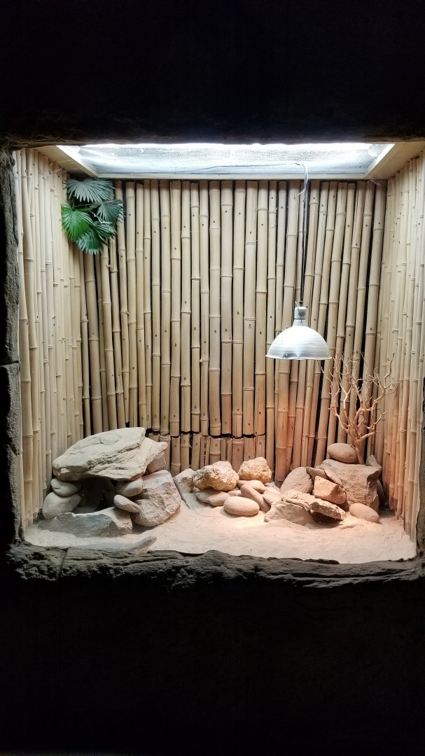 Rainforest Adventures - Sudan Plated Lizard