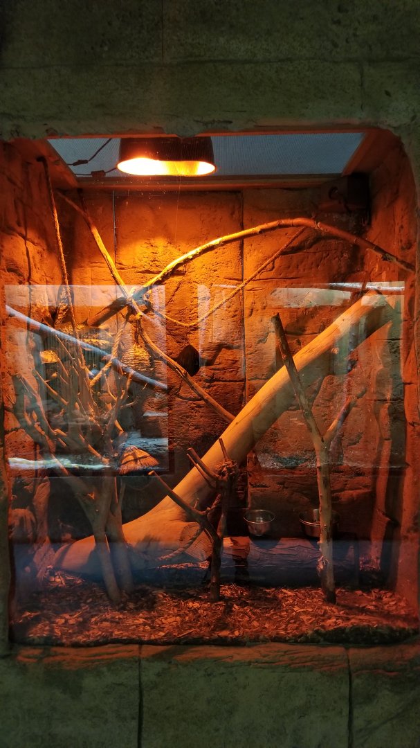 Rainforest Adventures - Sugar Glider exhibit