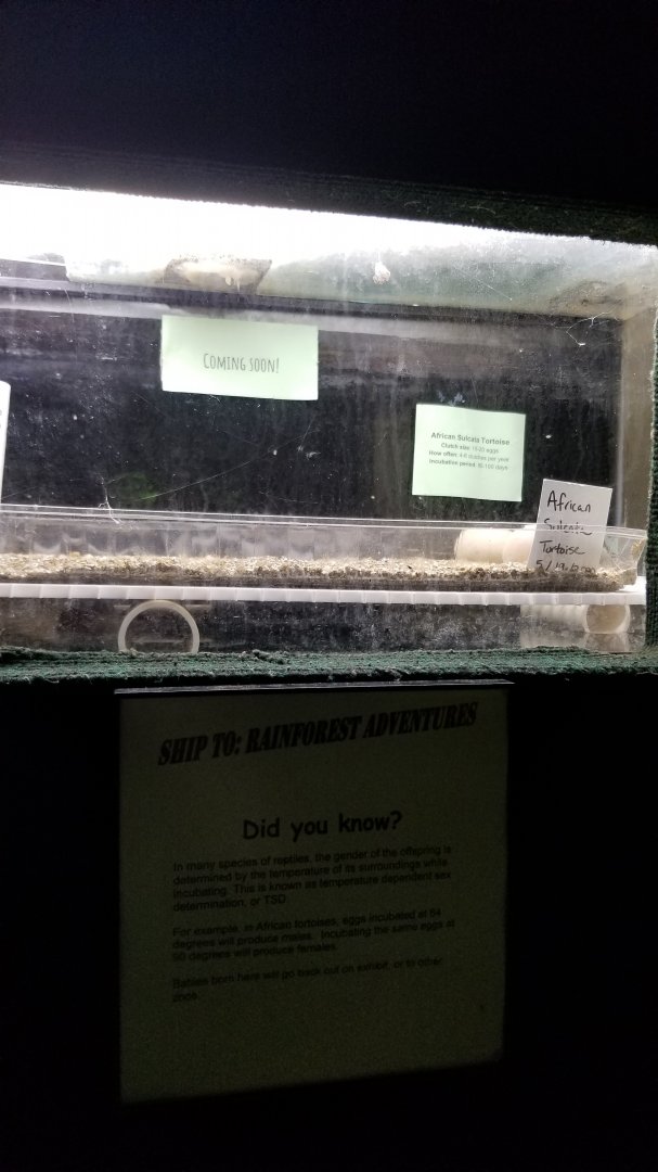 Rainforest Adventures - Sulcata eggs
