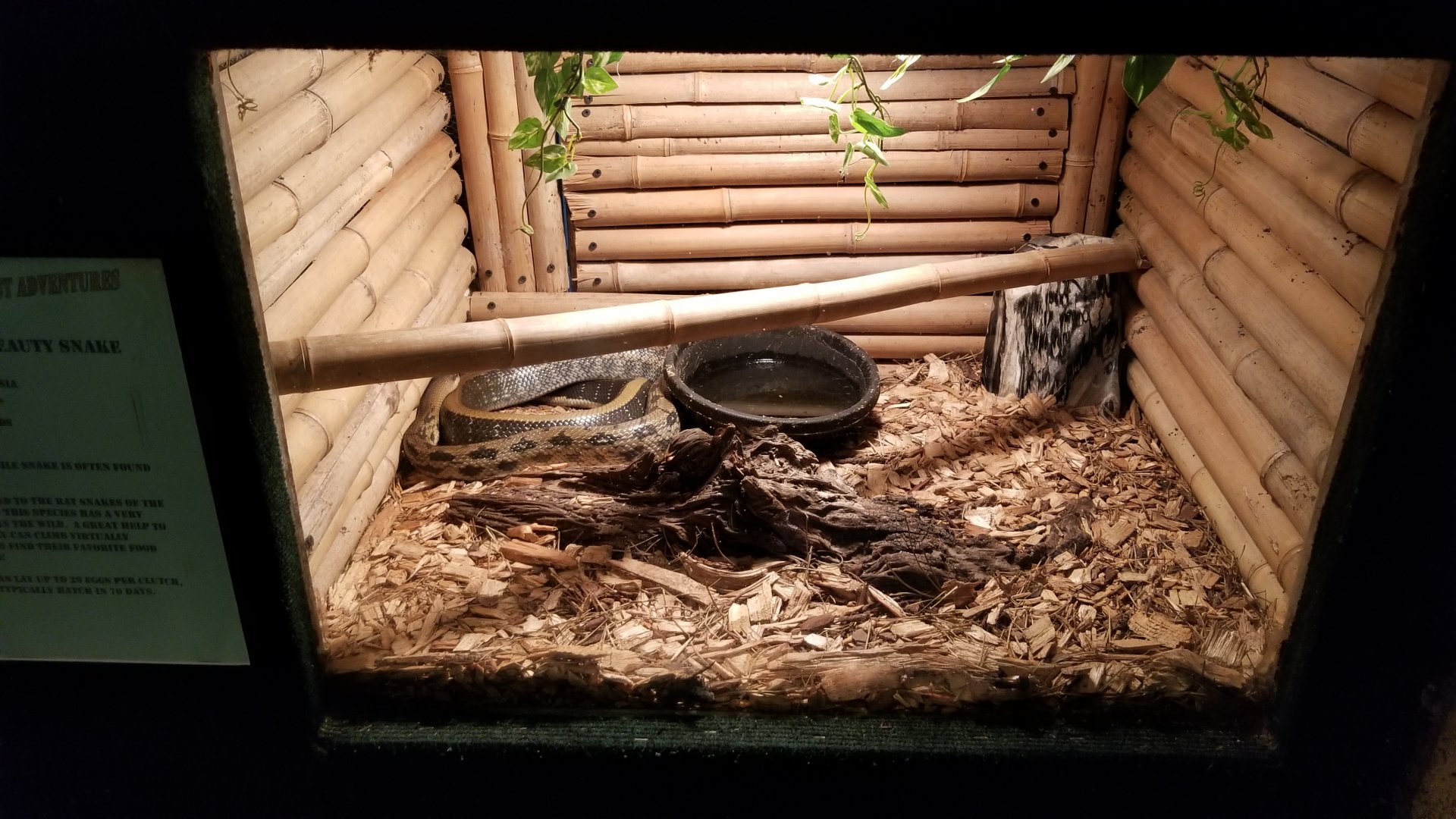 Rainforest Adventures - Taiwanese Beauty Snake