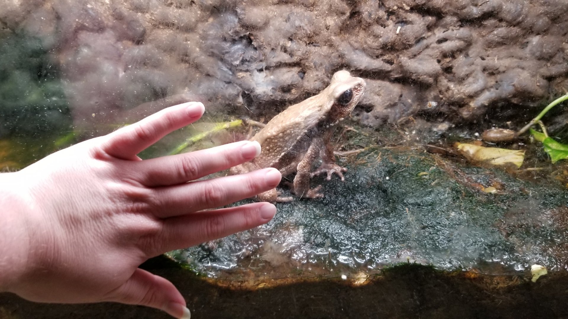 Rainforest Adventures - This toad is GIGANTIC