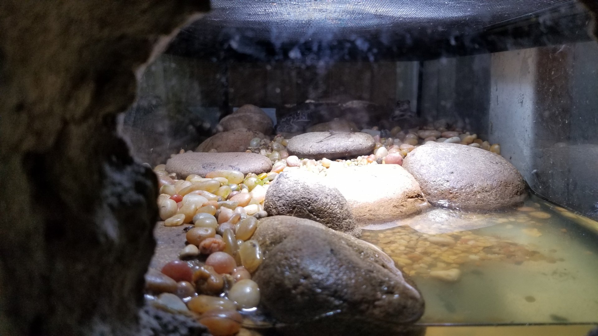 Rainforest Adventures - tiny exhibit - American Toad