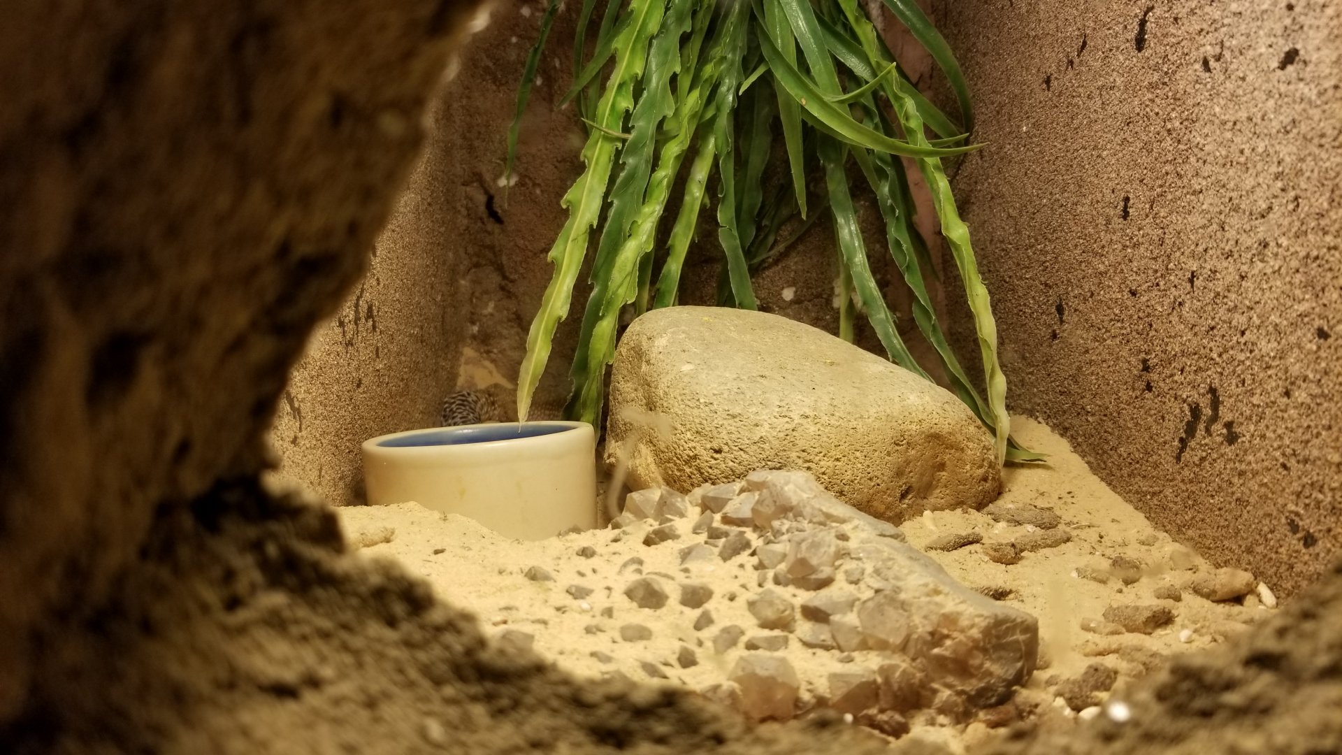 Rainforest Adventures - tiny exhibit - leopard gecko, back left, behind bowl?