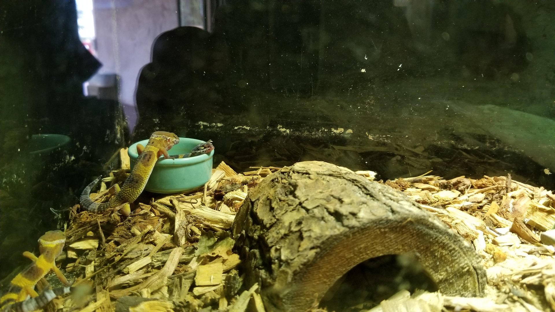 Rainforest Adventures - tiny exhibit - leopard geckos