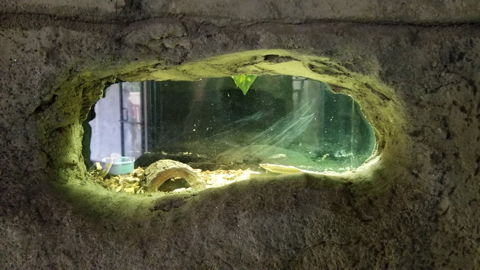 Rainforest Adventures - tiny exhibit