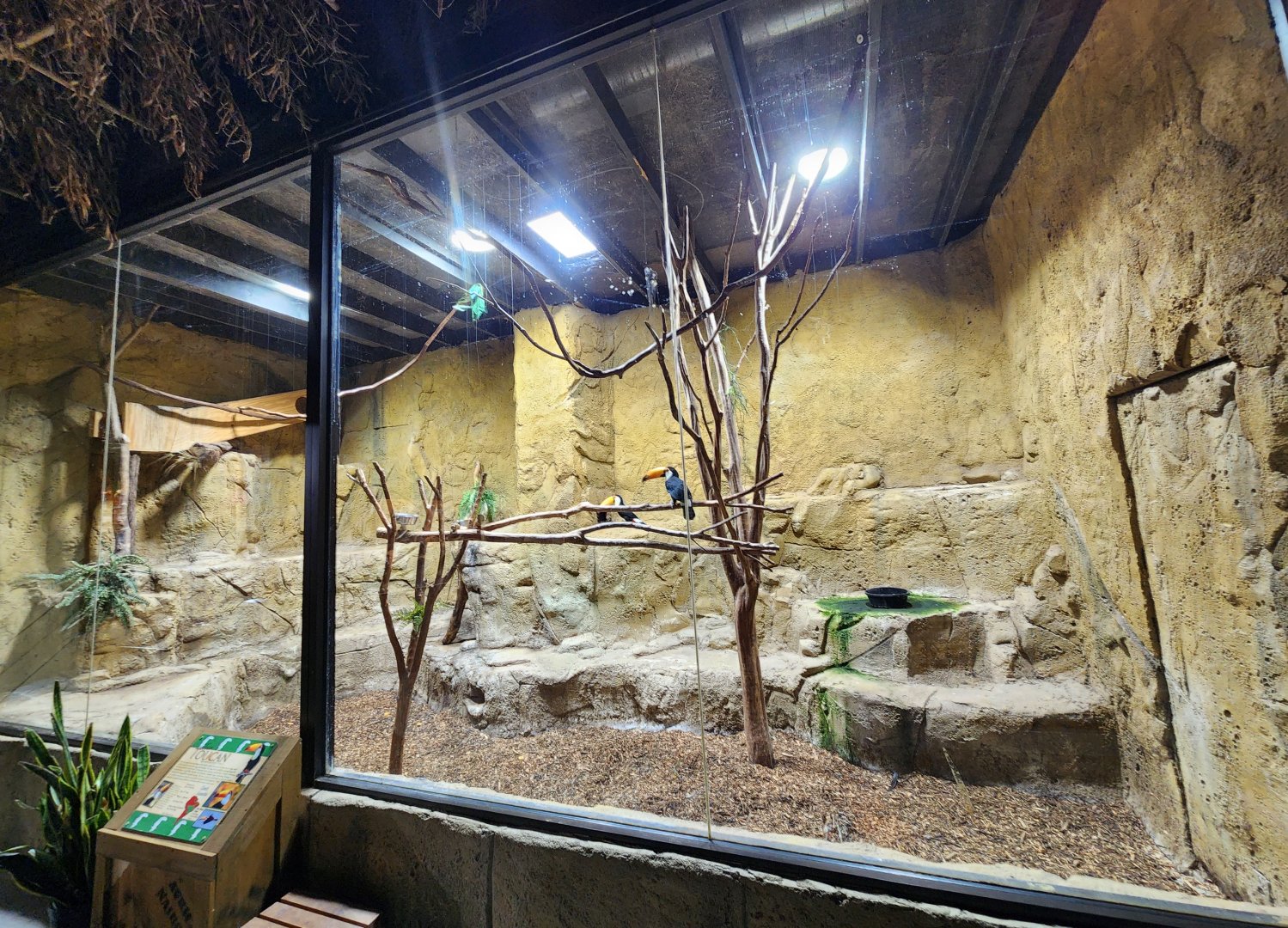 Rainforest Adventures - Toco Toucan exhibit