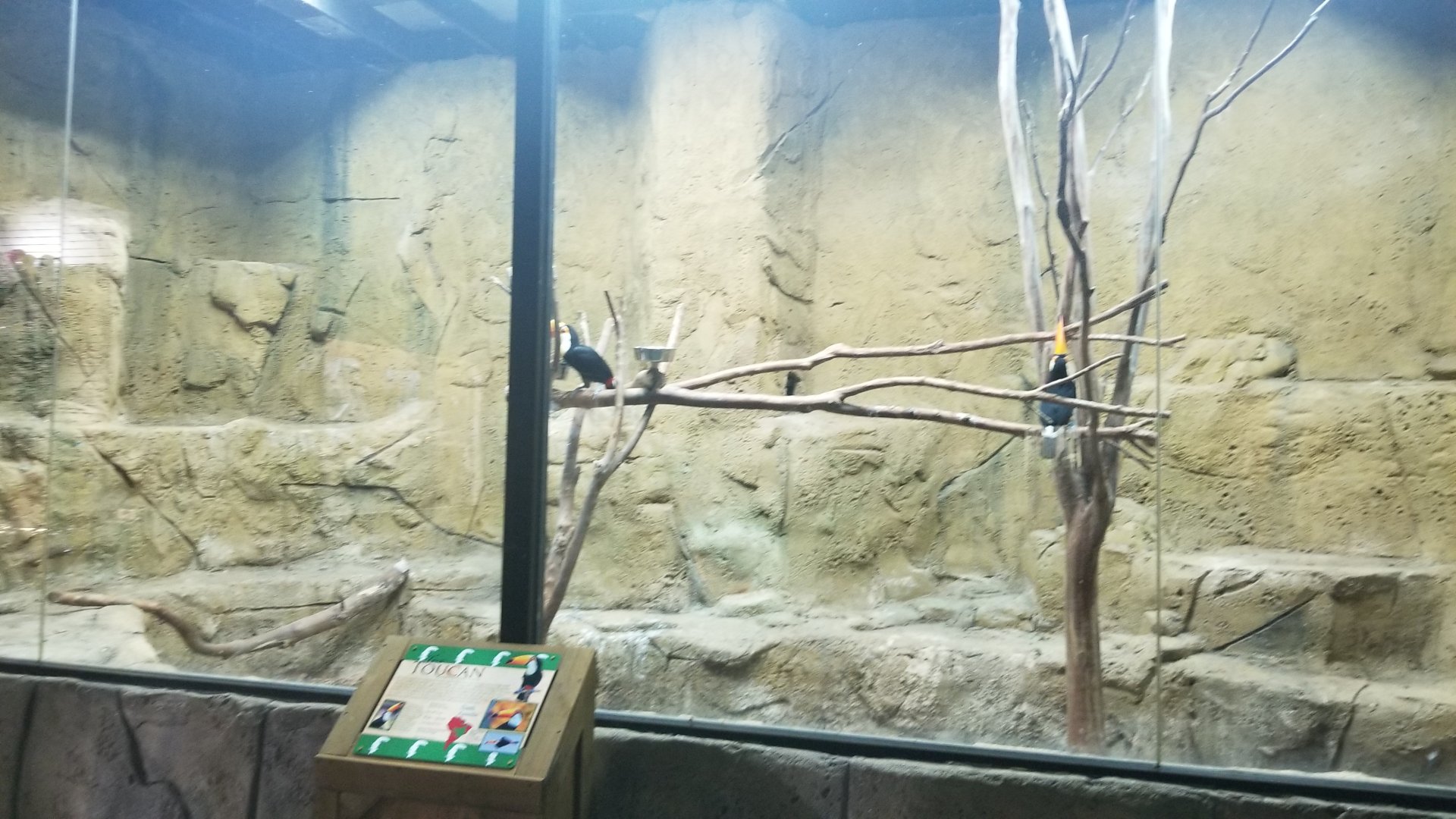 Rainforest Adventures - Toco Toucans