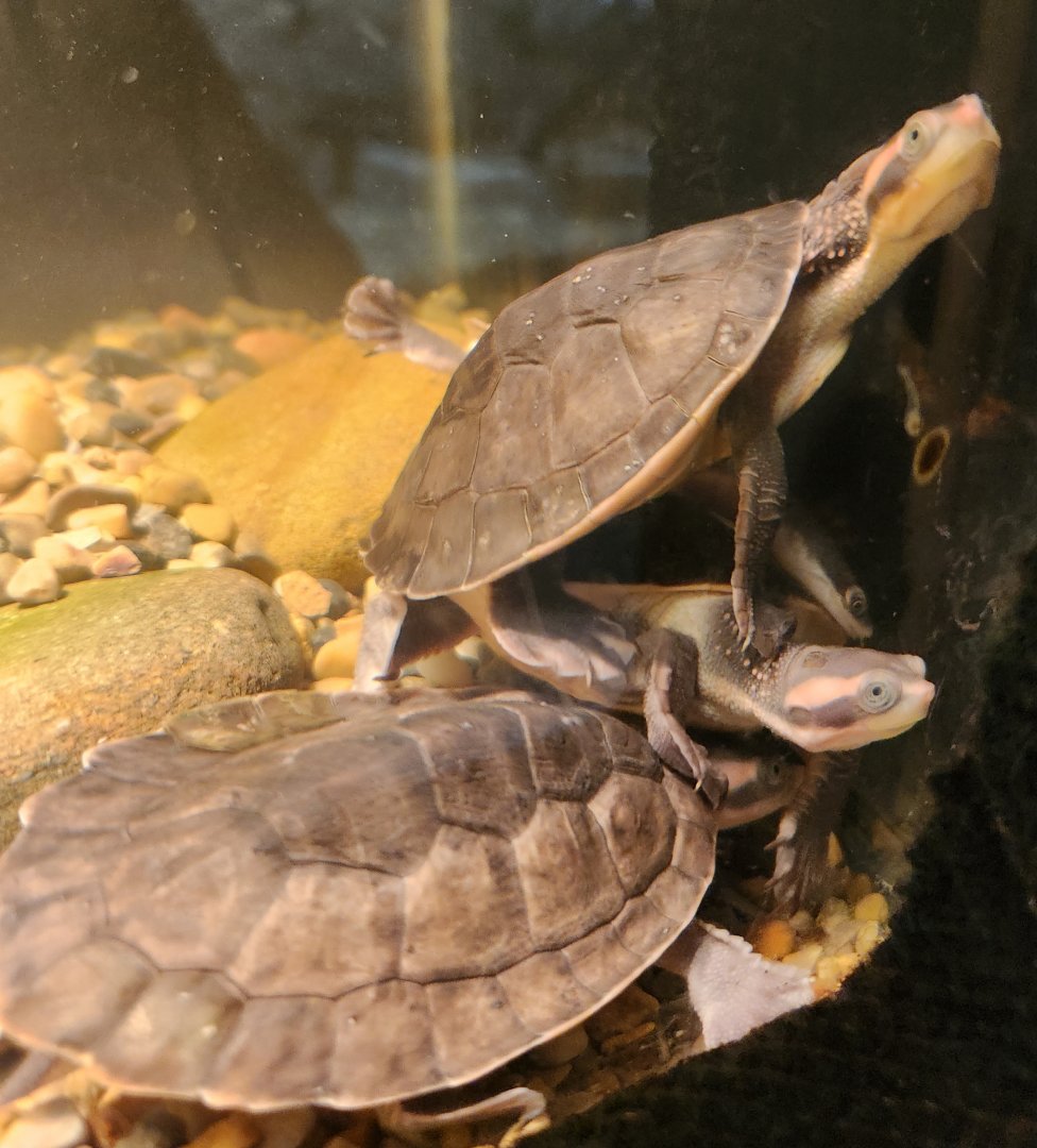 Rainforest Adventures - Unknown turtles