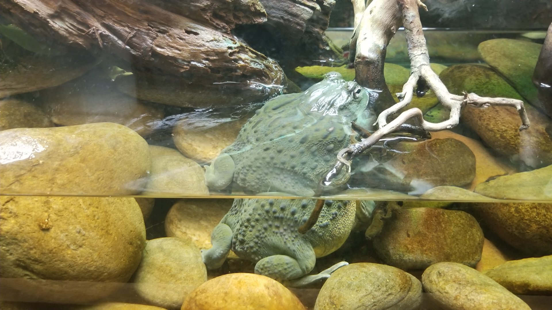 Rainforest Adventures - Unsigned African Bullfrog