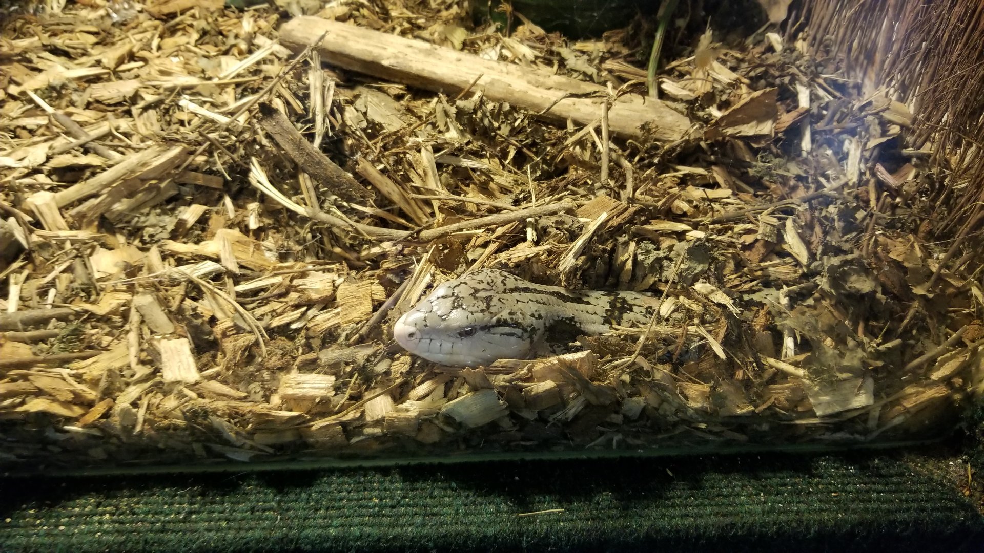 Rainforest Adventures - Unsigned Giant/Merauke Blue-Tongued Lizard