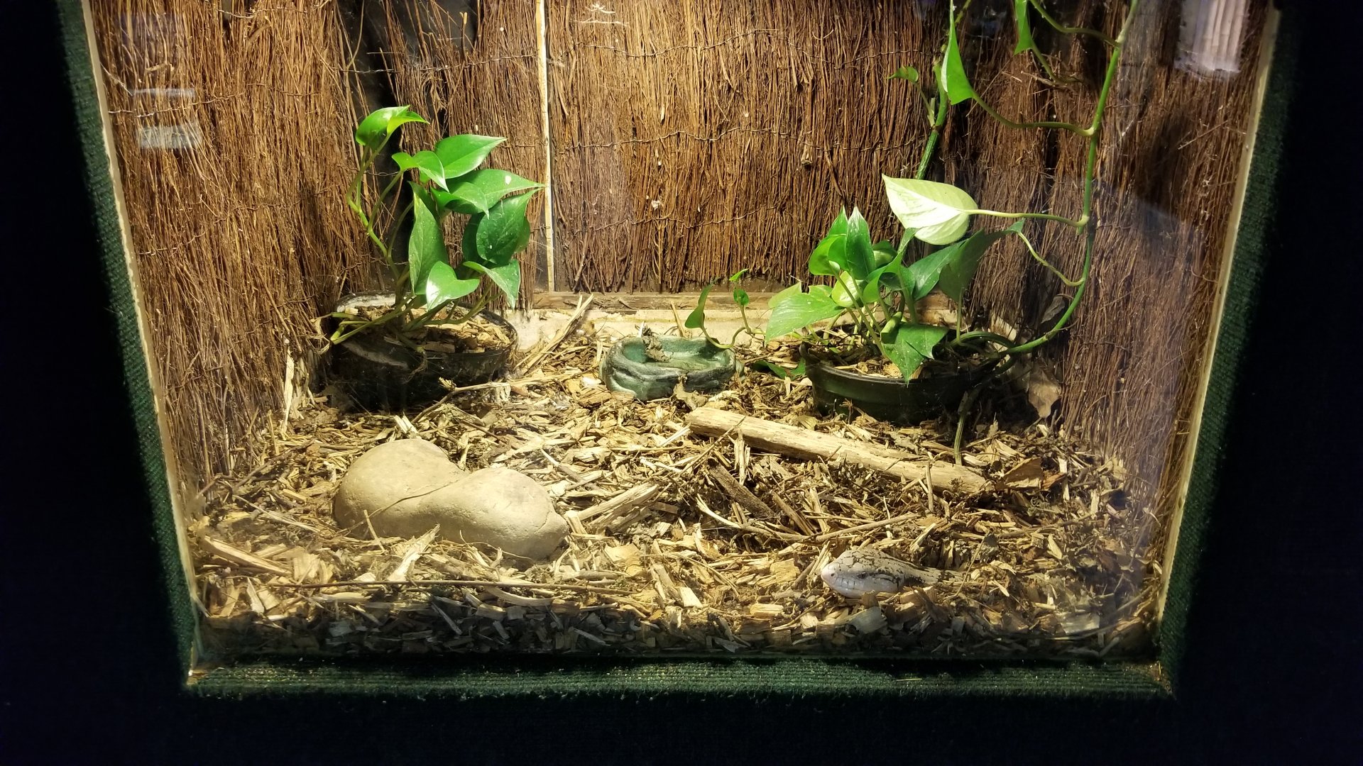 Rainforest Adventures - Unsigned Giant/Merauke Blue-tongued Lizard