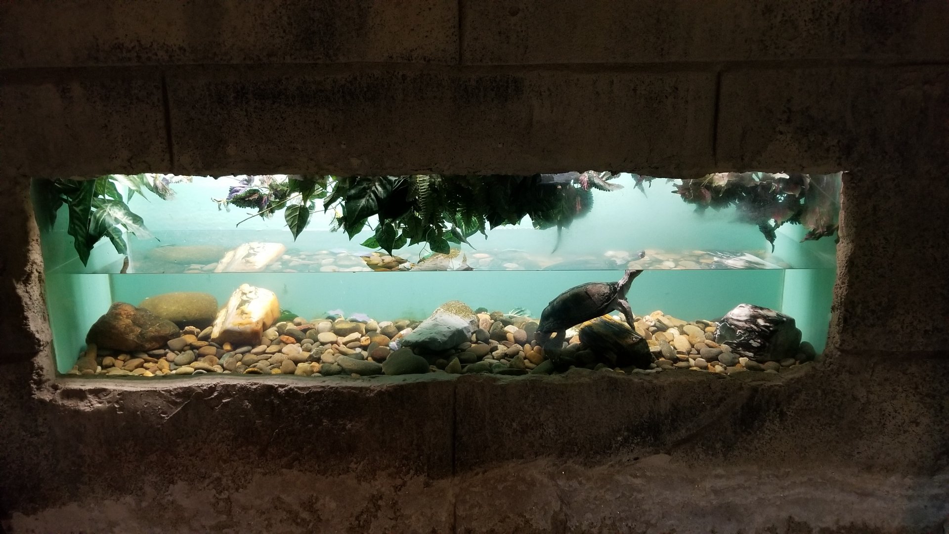 Rainforest Adventures - Unsigned turtle