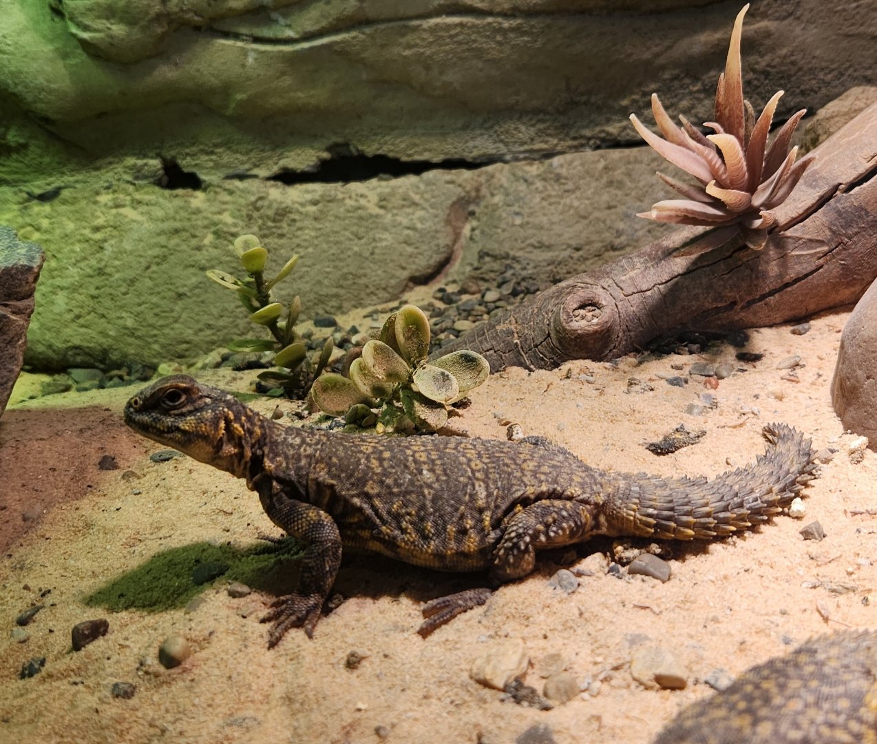 Rainforest Adventures - Uromastyx (geyri)