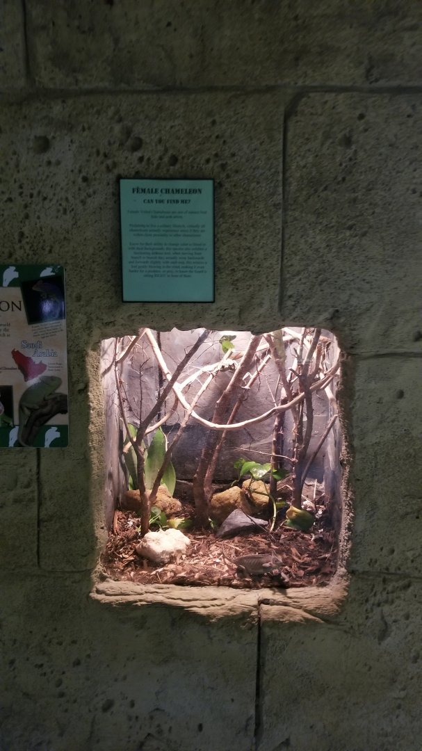 Rainforest Adventures - Veiled Chameleon, female