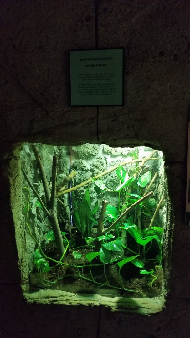 Rainforest Adventures - Veiled Chameleon, male